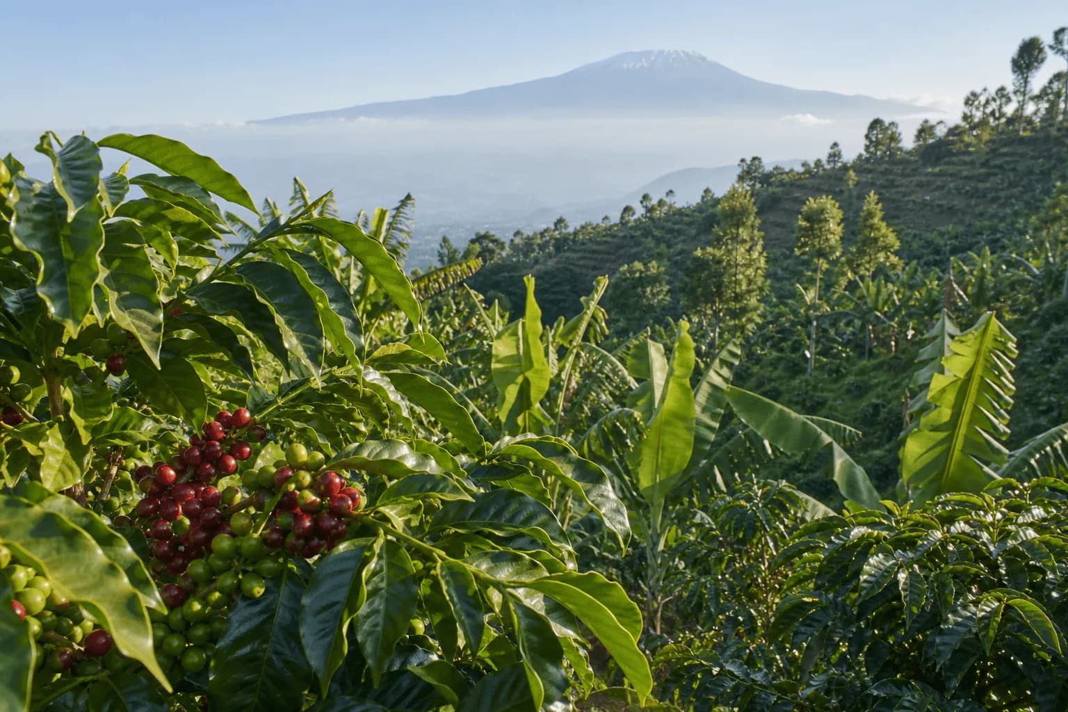 Northern vs Southern Tanzanian Arabica: Kilimanjaro, Arusha and the Southern Highlands